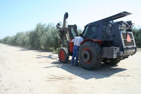 Mechanical olive pruning: Saw discs are positioned upright for hedging. Seven of the 13 rows will be hedged on the west side.