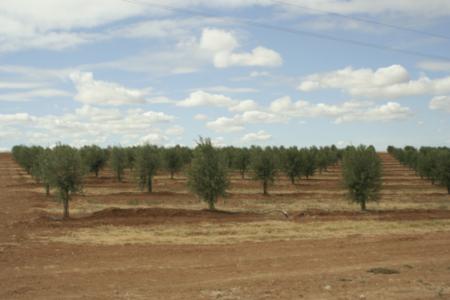 Experimental olive harvest: Rabadoa Ranch near Beja, Portugal