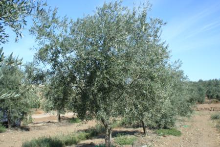 Experimental olive harvest: Olive cv. 'hojiblanca'