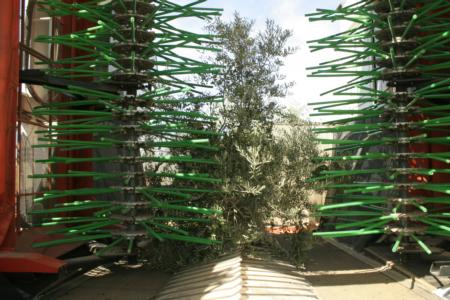 Experimental olive harvest: Padded rods on the harvester