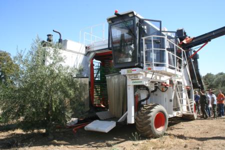 Experimental olive harvest:  Harvester in the field