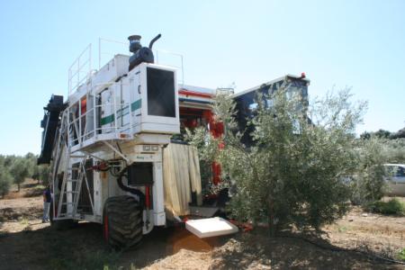 Experimental olive harvest: A view of the harvester
