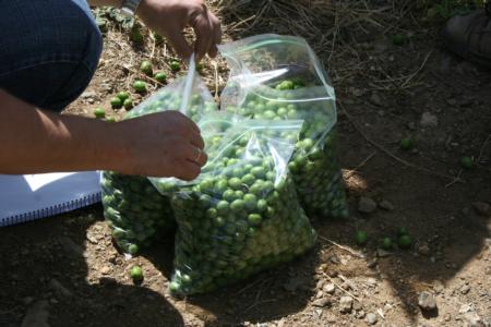 Experimental olive harvest: Samples are bagged