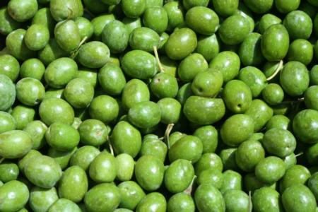 Experimental olive harvest: Close up: olives collected from harvester at low head speed