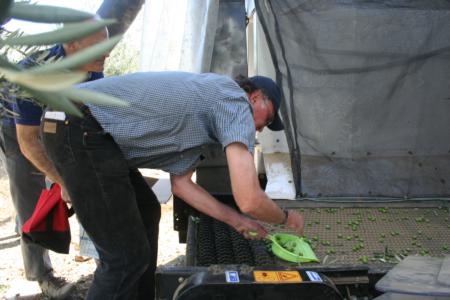 Experimental olive harvest: Bill sampling from the transport belt