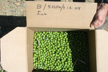 Experimental olive harvest: Sampling from the truncated chute at low head speed