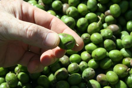Experimental olive harvest: Injury, possible from impact on transport belt