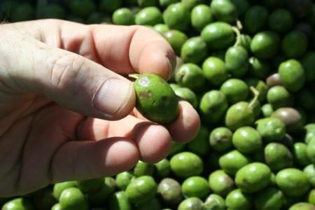 Experimental olive harvest: Injury