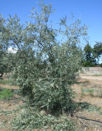 Experimental olive harvest: Post-Colossus harvested tree