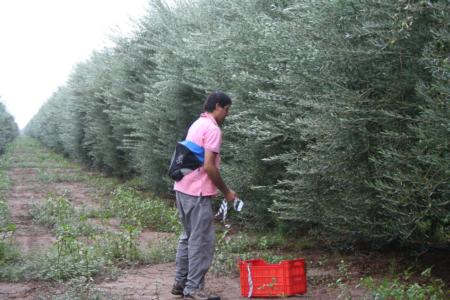 Experimental olive harvest: Trees are flagged prior to harvest