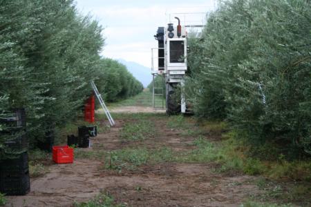 Experimental olive harvest: The harvester viewed from the front