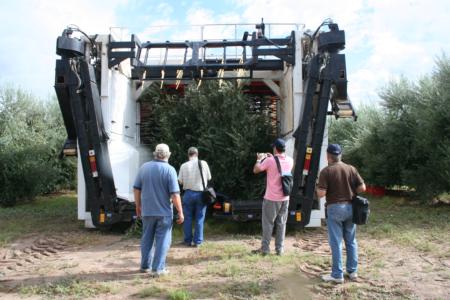 Experimental olive harvest: The research team observes the harvester entering the orchard