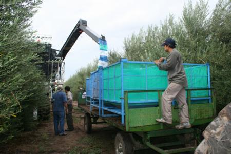 Experimental olive harvest: The chute directs olives into a bin