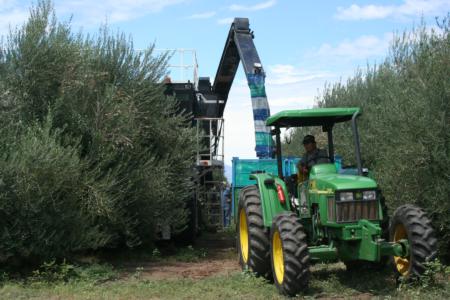 The tractor pulling the bin keeps pace with the harvester