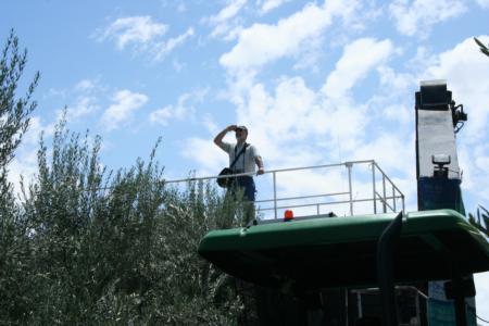Experimental olive harvest: Paul Vossen enjoys the view from the top of the harvester