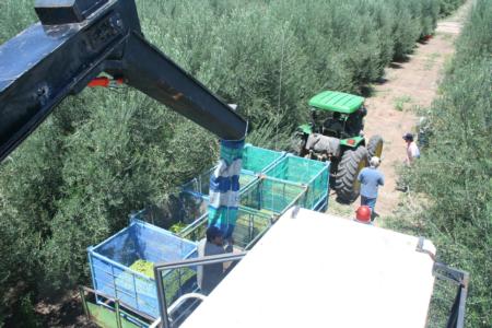 Experimental olive harvest: The view from the top