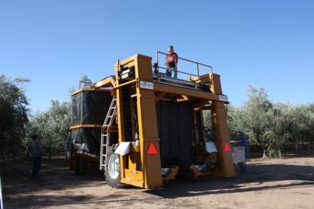 Ag-Right over-the-row harvester in olive orchard
