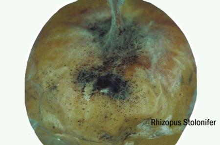 Rhizopus mold