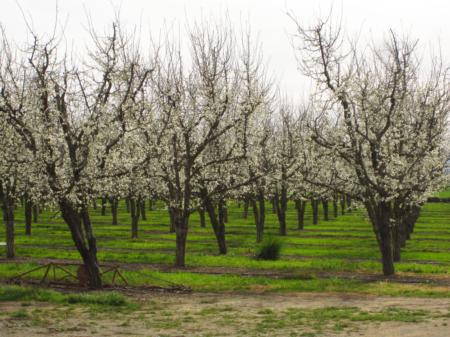 French Prune orchard in bloom, Solano County (Prunus domestica)