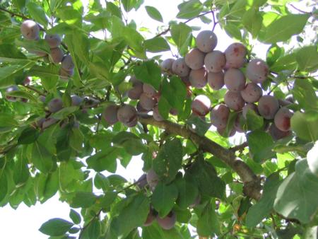 Ripe 'Improved French' dried plum (Prunus domestica)