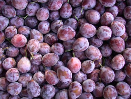 Harvested 'Improved French' dried plum (Prunus domestica)
