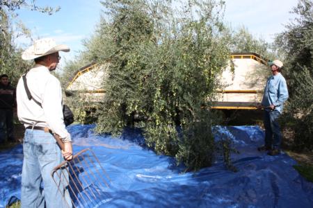 Erick Neilsen Enterprises trunk-shaking harvester in olive orchard:experimental harvest combined shaking and raking