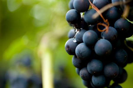 red grape vine