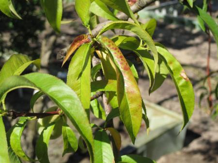 Nitrogen deficient peach leaves