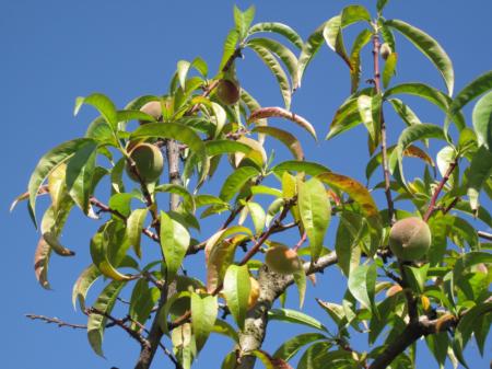 Severely nitrogen deficient peach tree