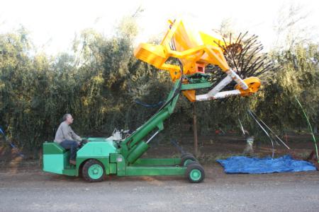Experimental olive harvesting: Jatropha harvester in operation. Uriel Rosa, UC agricultural engineer, is at the controls.