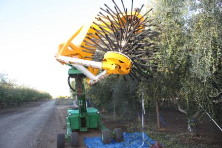 Expermental olive harvests: proceeding down a border row.
