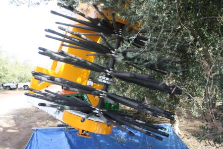 Experimental olive harvests: tines of the head in contact with olive fruit.