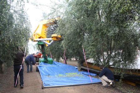 Experimental olive harvests: tarp is prepared to catch olive fruit in expermental harvest.