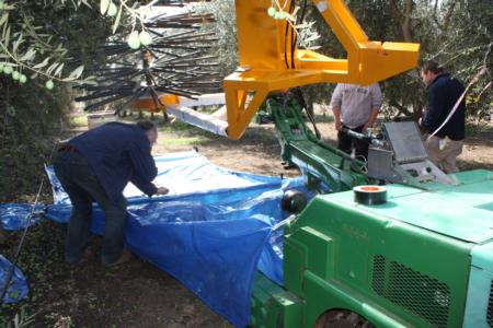 Experimental olive harvests: watch your head.