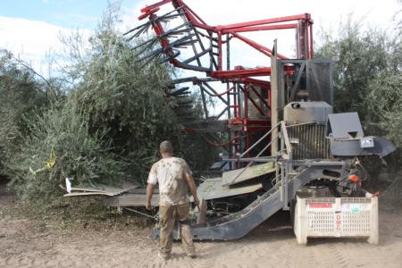 Experimental olive harvests: model DSE-10 harvester in operation