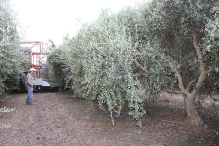 Experimental olive harvests: olive harvest continues. Inspecting trees for damage