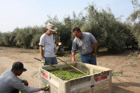 Experimental olive harvests: inspecting mechanically harvested olives