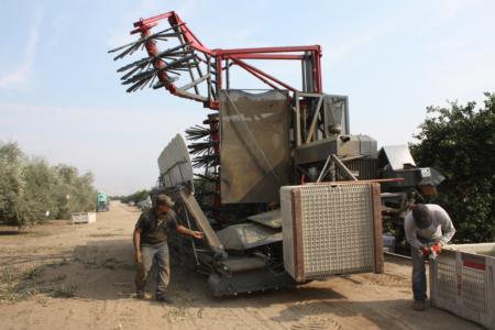 Experimental olive harvests: DSE harvester moves out of the orchard
