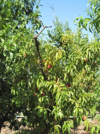 Severe potassium deficiency showing dieback and pale leaves