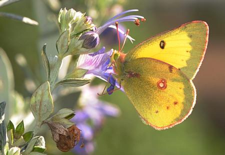 Orange sulphur butterfly