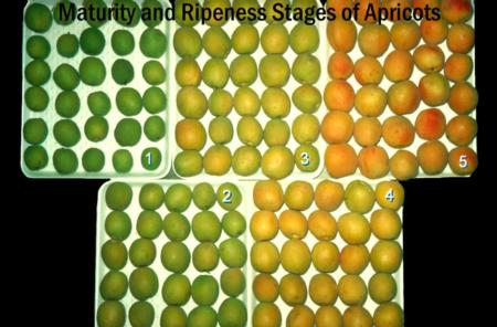 Maturity & Ripeness Stages