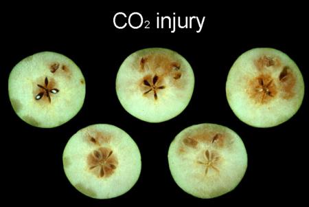 High CO2 Internal Injury