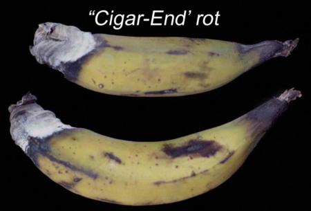 Cigar-end Rot