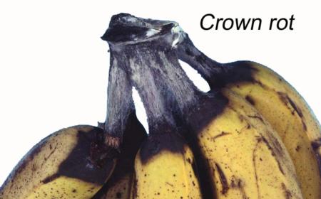 Crown Rot (1)