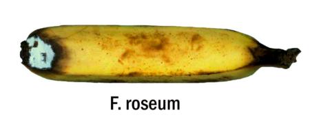Fusarium roseum