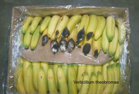 Verticillium theobromae