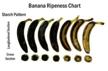 Ripening vs  Starch