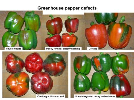 Greenhouse Pepper Defects