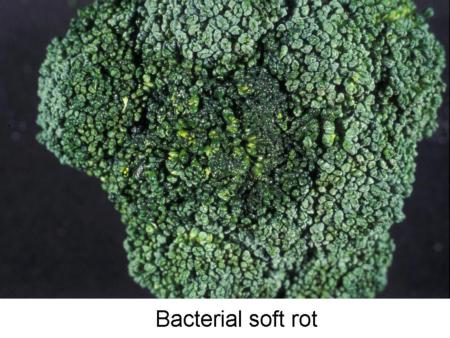 Bacterial Soft Rot