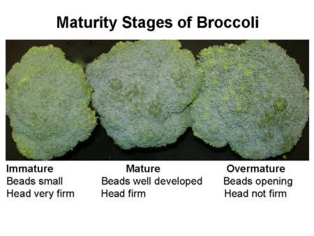 Maturity Stages